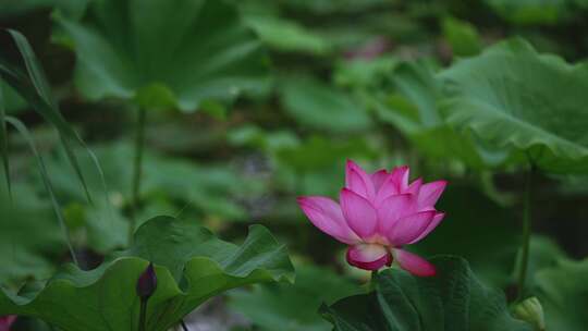 夏季公园荷花盛开唯美花瓣