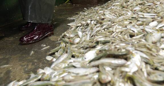4kl1广东雷州渔民们对鱼进行分类处理8