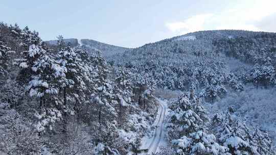 唯美树林自然雪景