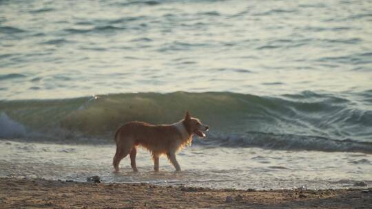 海边的狗狗和人