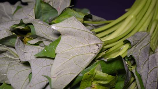 红薯苗红薯叶白薯秧蔬菜野菜