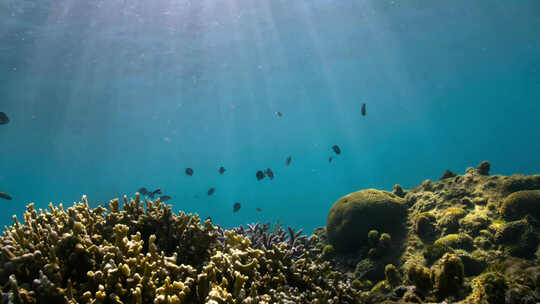 海底珊瑚礁和鱼群
