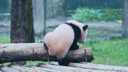 可爱熊猫幼崽宝宝和母亲视频合集