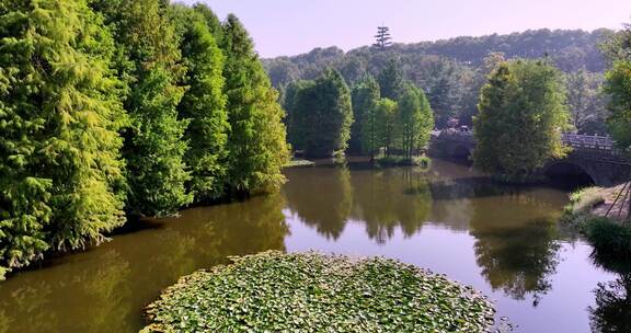 南京中山陵景区水杉