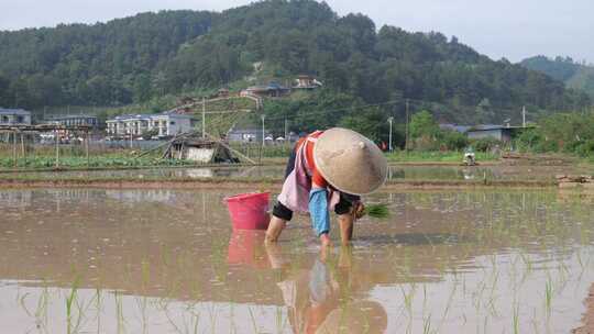 农民在水田中弯腰插秧的劳作画面