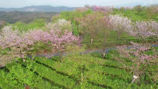 湖南省郴州市高椅岭樱花茶园4k航拍风光