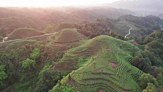 四川雅安市名山区大地指纹茶园茶山白昼航拍