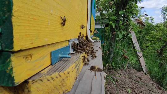 蜜蜂群飞进蜂箱视频素材模板下载