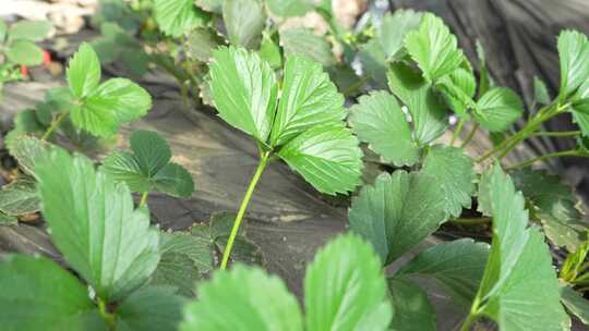 草莓园 农田 农业作物 水果 绿色植物 温室