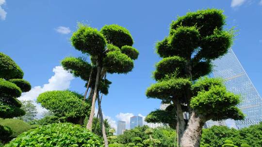 公园景观树造型修剪园林艺术园艺雕塑植物园