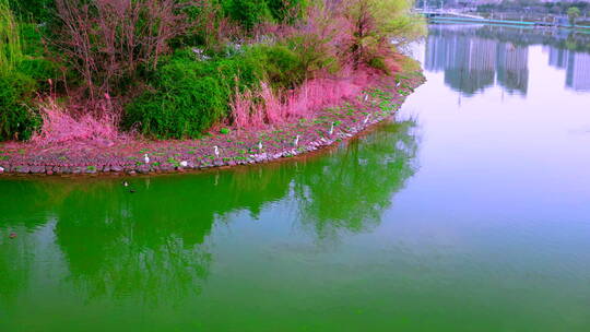 浐灞春景