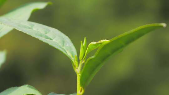 春茶采摘茶农采茶慢动作茶叶