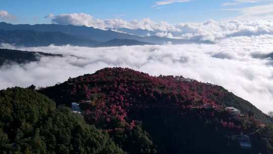 大理无量山樱花谷茶山云海航拍多角度合集