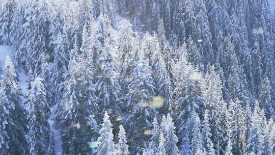 明亮阳光明媚的风景雪在金色阳光中闪闪发光