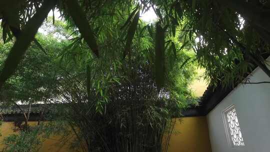 庭院竹林拍摄超清视频素材
