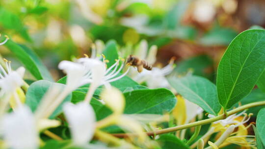 蜜蜂在金银花上采蜜飞舞慢镜头