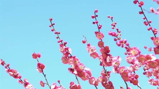 春季红色梅花景观