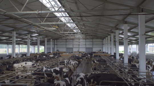 奶牛养殖场内景视频素材模板下载