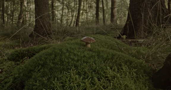 秋苔里的野蘑菇