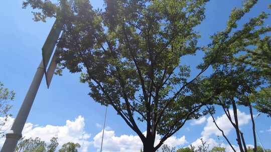 城市马路景色蓝天白云树枝树叶视频素材模板下载