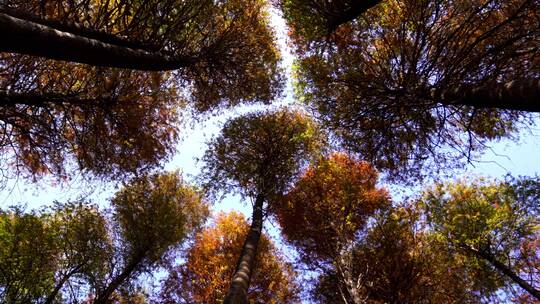 广州天河华南植物园水杉红杉梳子杉落叶杉视频素材模板下载