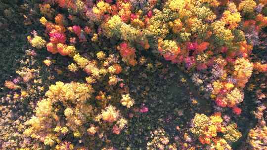 森林秋天黄叶河流无人机航拍