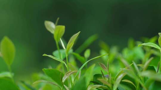 茶叶茶园茶厂绿茶