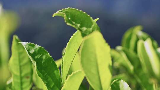 茶山茶园红茶绿茶茶叶种植