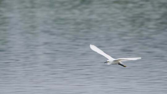 湿地的白鹭飞翔