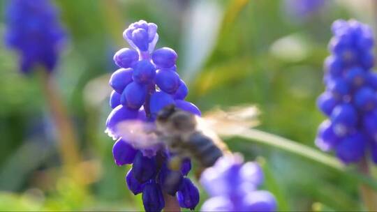 蜜蜂在风信子花朵上飞来飞去