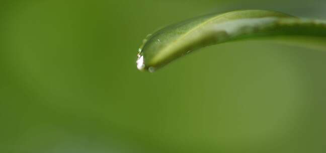 茶叶 茶树 特写 阳光 雨水16