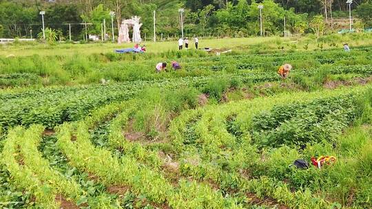 黄豆产地视频素材模板下载