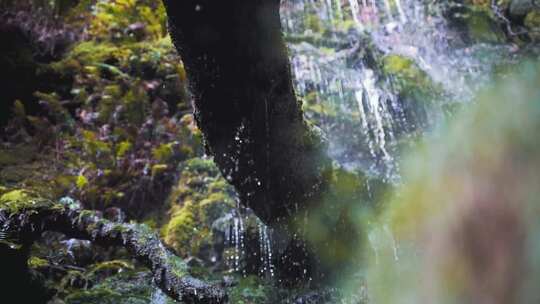 森林树木瀑布高山流水