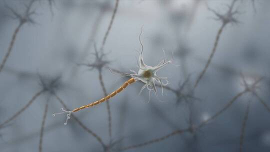 神经元神经传导束神经树突