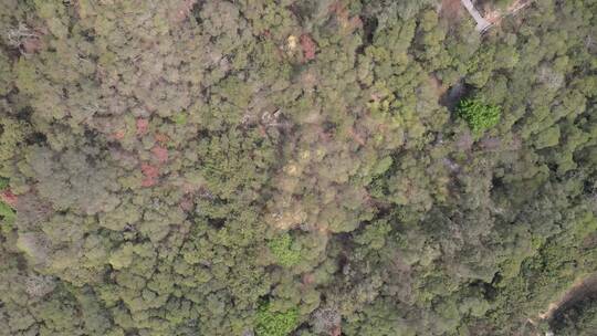 大气 航拍 福建 泉州 闽南 惠安 寺庙 佛