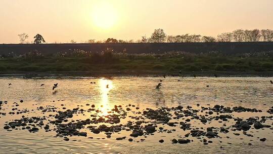 高清航拍日落夕阳江边小鸟鸭子鸟河水