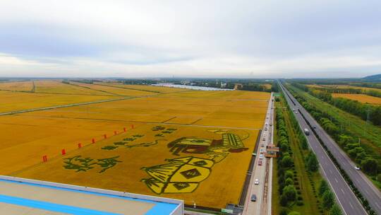 黑龙江鹤岗宝泉岭稻田画