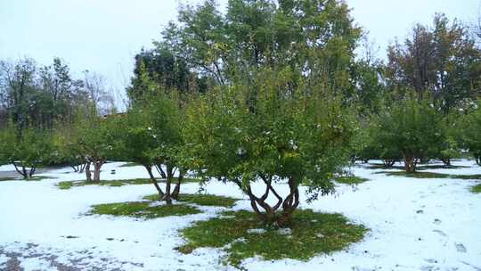 冬天唯美雪景绿叶红花上的雪