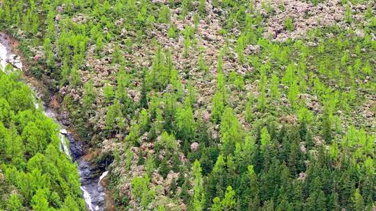 四川省阿坝州小金县结斯沟夏季高山花杜鹃花