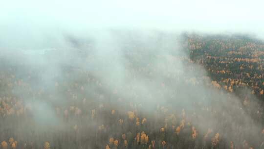 雾气朦胧的森林
