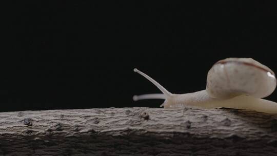一只蜗牛从镜头外爬入一直爬出LOG