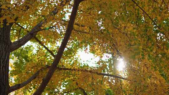 温暖的阳光穿过金色的银杏树叶视频素材模板下载