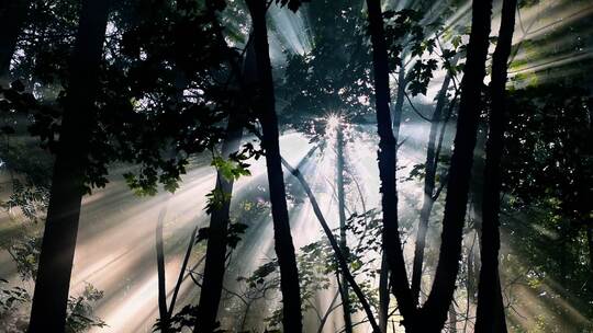 长白山阳光光柱射进森林