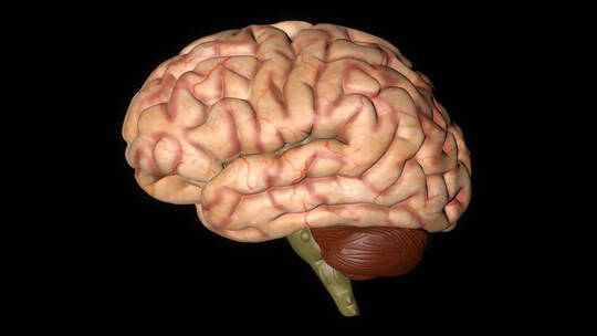 医学 大脑 脑科学 三维 脑ct1 模型