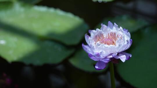 摇曳的莲花荷花夏季花卉