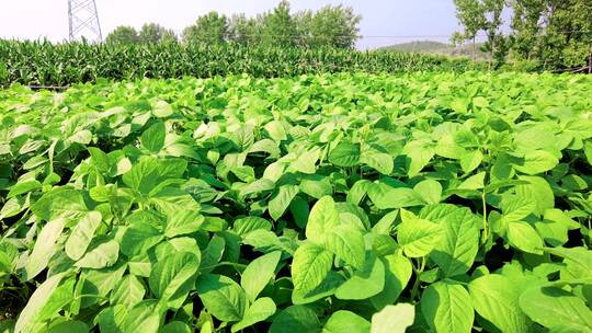 毛豆种植视频素材模板下载