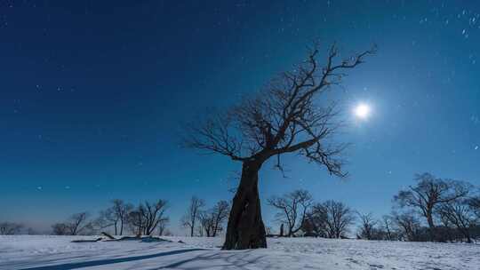 东北冬天吉林四方顶子一棵树夜晚星空