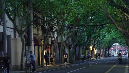 上海茂盛梧桐树叶的街道