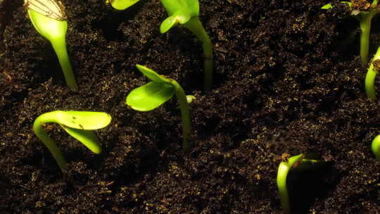 种子植物发芽生长延时摄影