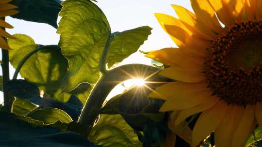 向日葵花朵阳光植物花朵绽放视频素材模板下载